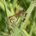 Sympetrum pedemontanum in-cop-2.jpg